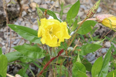 Polster-Nachtkerze - Oenothera macrocarpa