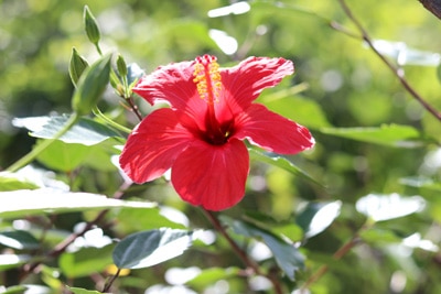 Rote Roseneibisch-Blüte