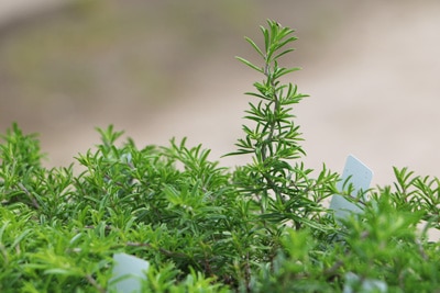 Bohnenkraut - Satureja hortensis