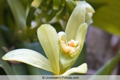 Blüte der Vanille-Orchidee