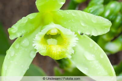 Nasse Blüte einer Vanilleorchidee