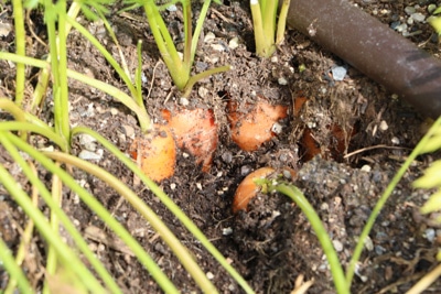 Karotten im Beet