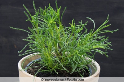 Olivenkraut - Santolina viridis