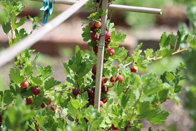 Stachelbeere - Ribes uva-crispa