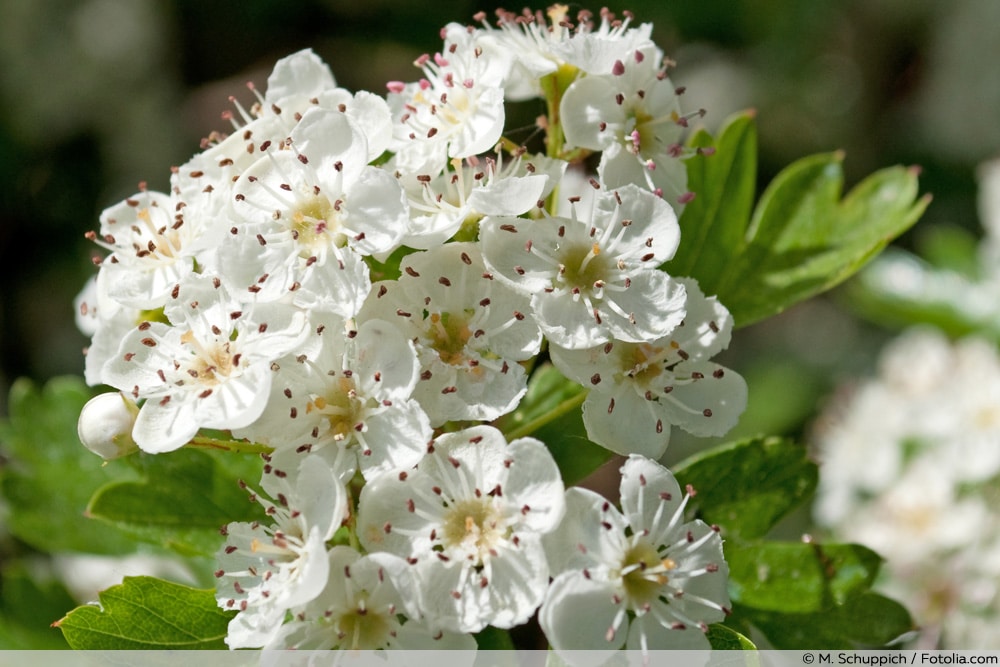 Apfeldorn - Lederblättriger Weißdorn - Crataegus lavellei