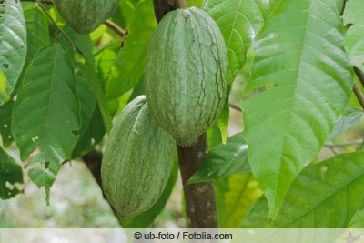 Kakaobaum mit Früchten