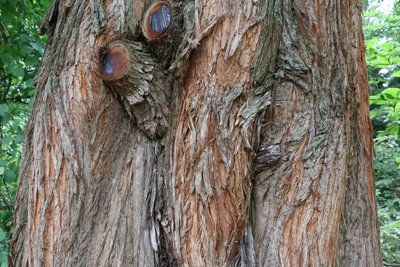 Stamm des Urweltmammutbaums