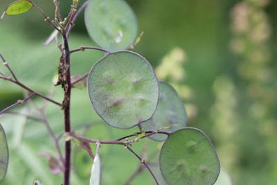 Einjähriges Silberblatt - Lunaria annua