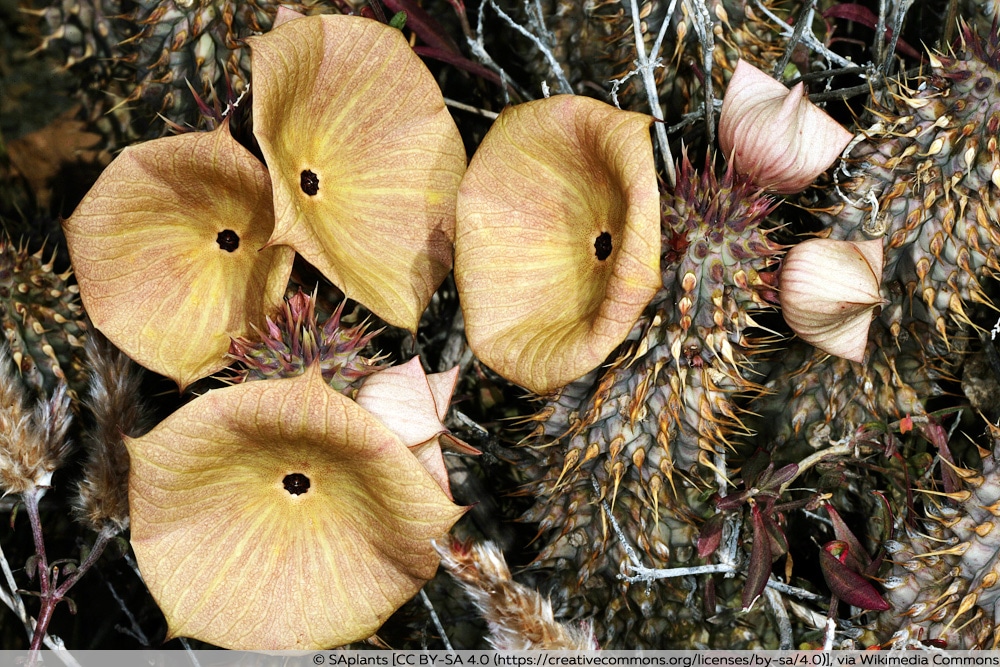 Hoodia gordonii-Kaktus
