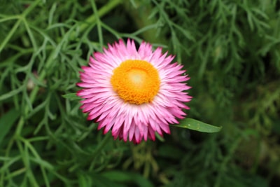 Strohblume - Helichrysum