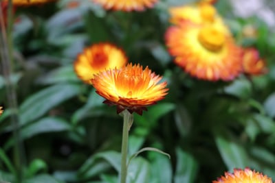 Strohblume - Helichrysum