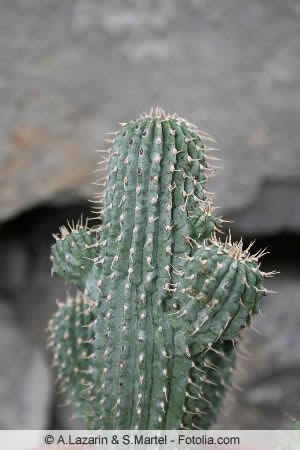 Hoodia Kaktus