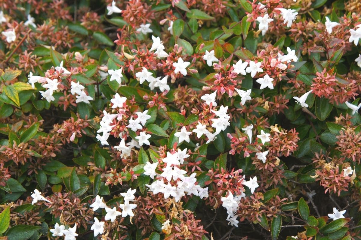 Abelie - Abelia grandiflora