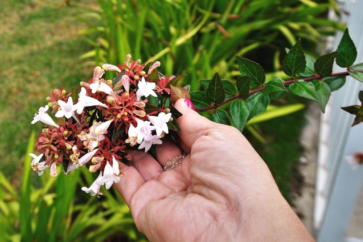 Abelie - Abelia grandiflora