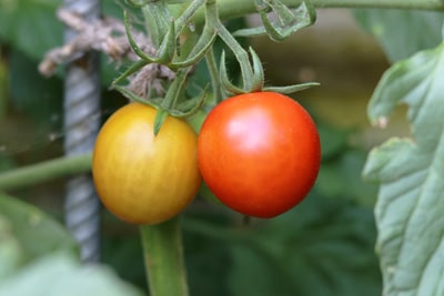 Tomaten an Pflanze