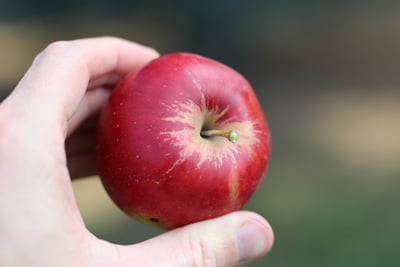 Hand mit frischen Apfel