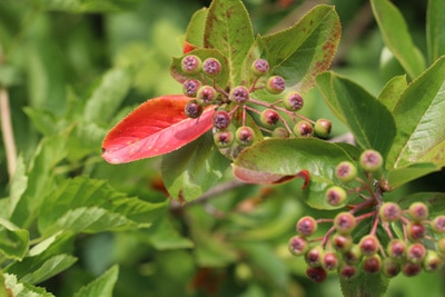 Aronia prunifolia - Apfelbeere