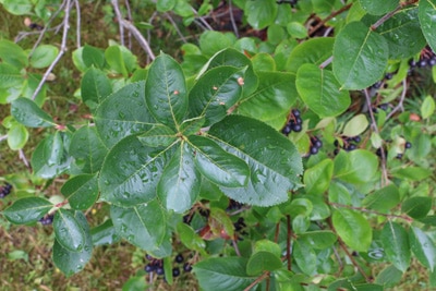 Aronia melanocarpa - Kahle Apfelbeere