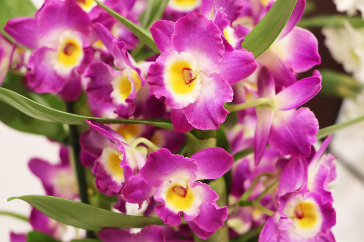 Dendrobium nobile-Orchidee
