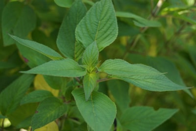 Ananassalbei - Salvia rutilans