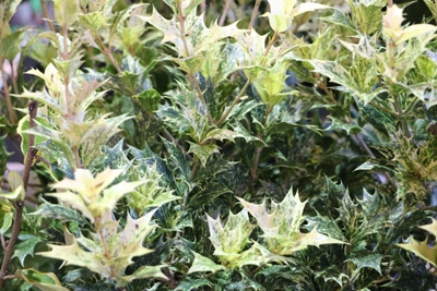 Duftblüte - Osmanthus heterophyllus