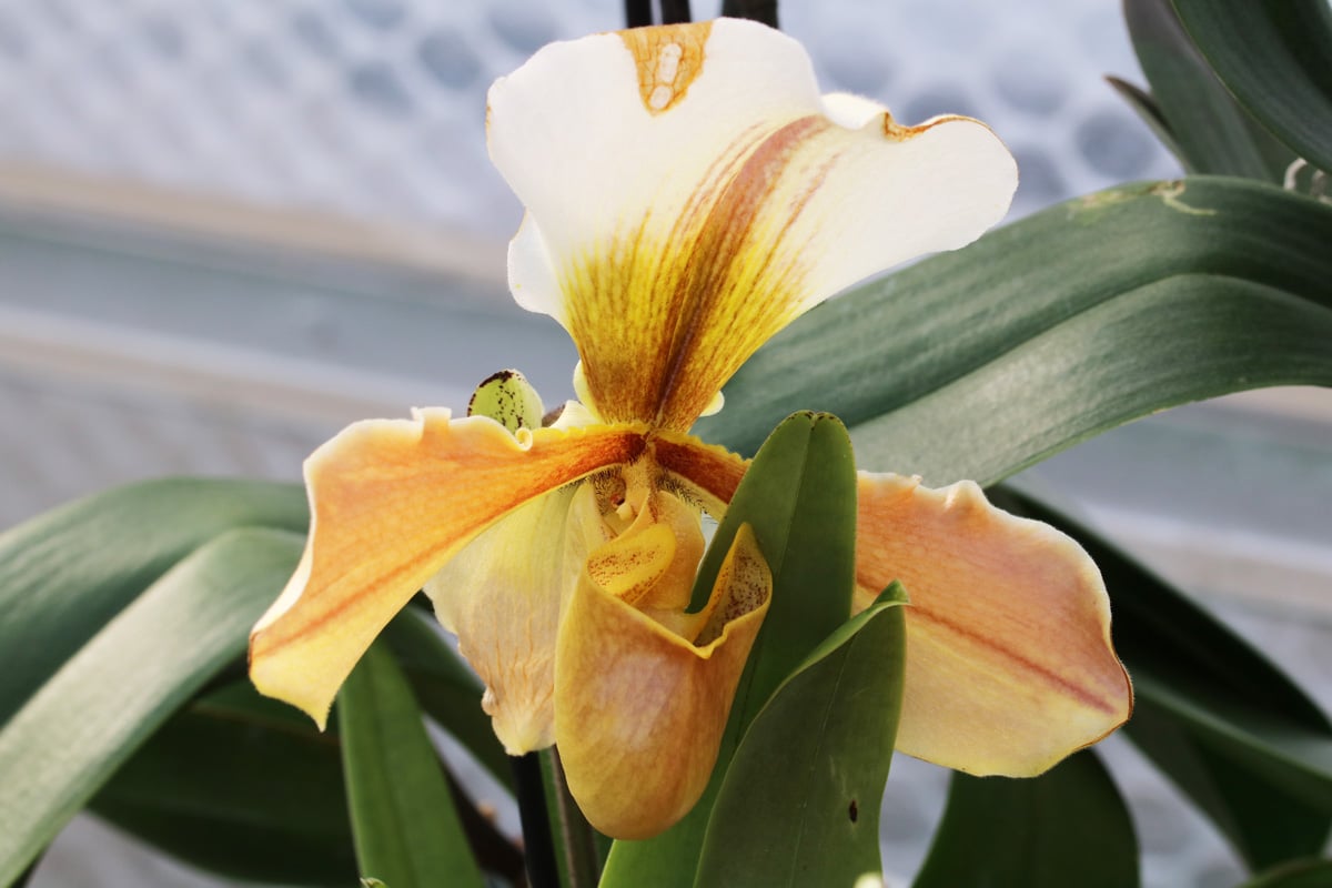 Frauenschuh-Orchidee - Paphiopedilu