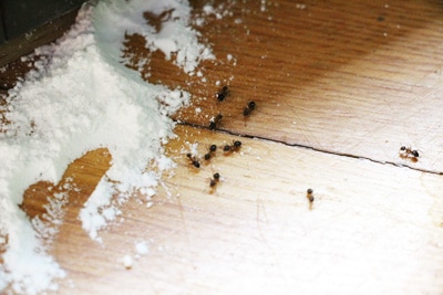 Backpulver auf Boden neben Ameisen