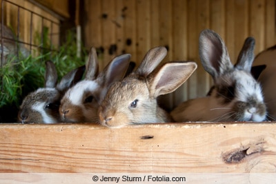 Hasen im Kaninchenstall