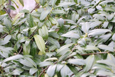 Kirschlorbeer - Prunus lauroceraus