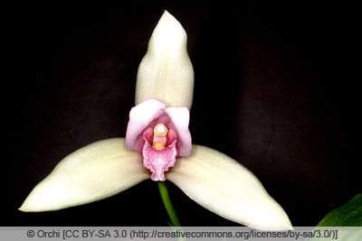 Lycaste skinneri - Orchidee