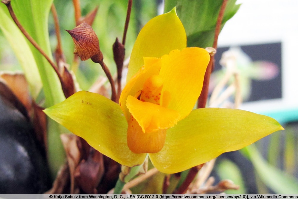 Lycaste aromatica - Orchidee