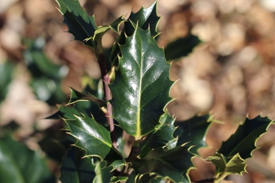 Stechpalme - Ilex aquifolium