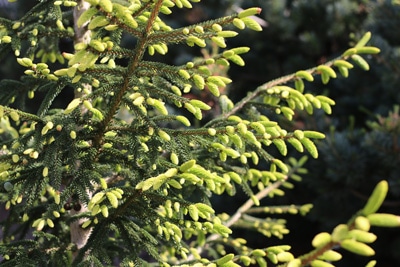Goldspitzenfichte - Picea orientalis aureospicata