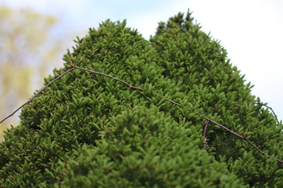 Zuckerhutfichte - Picea glauca