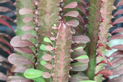 Dreikantige Wolfsmilch - Euphorbia trigona