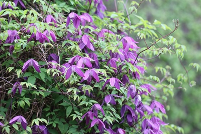 Clematis alpina 'Tage Lundell'
