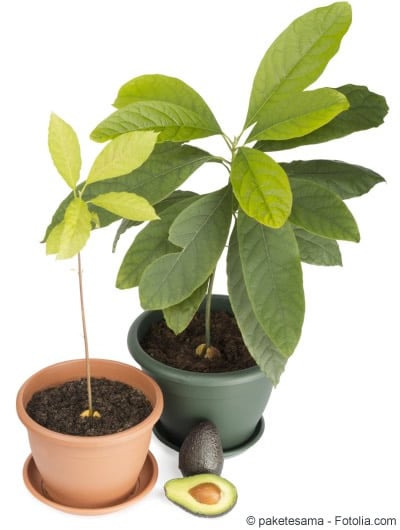 Avocda Kern und Pflanze