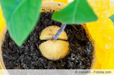 junge Avocadopflanze