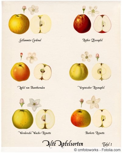 alte Apfelsorten