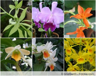 Orchideensorten Collage