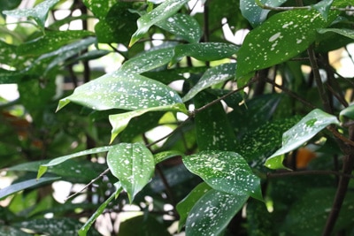 Drachenbaum - Dracaena surculosa