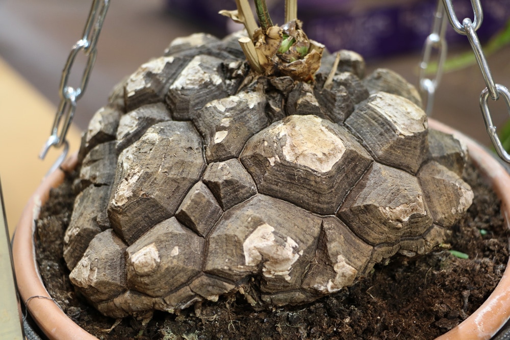 Schildkrötenpflanze - Dioscorea elephantipes