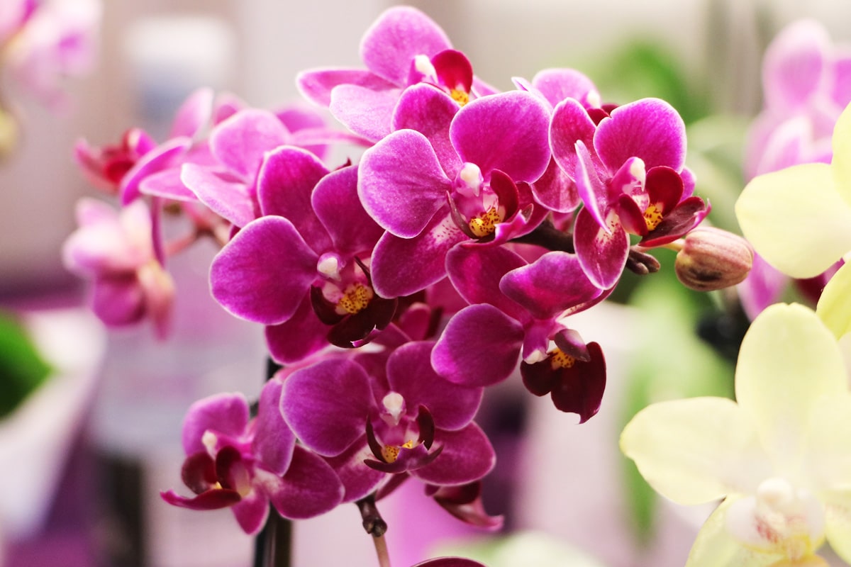 Blumenarten - Orchideen