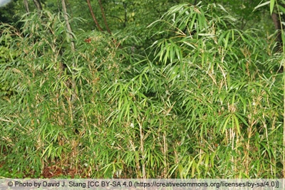 Bambus - Arundinaria gigantea