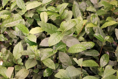 Teepflanze - Camellia sinensis