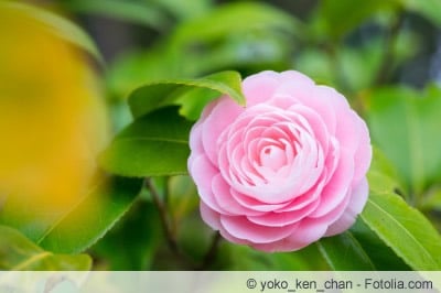 Camellia japnica