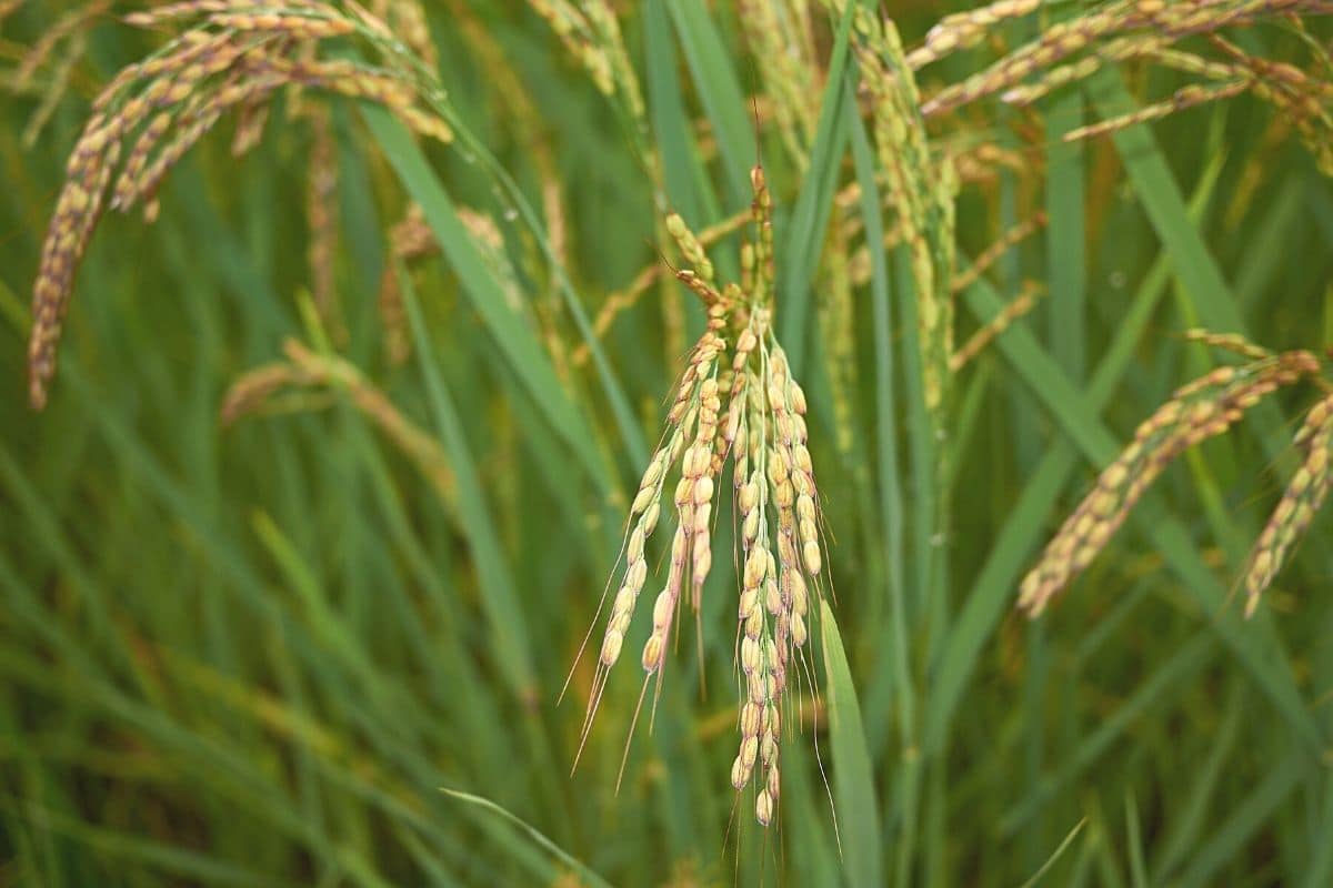 Getreidesorten - Reis