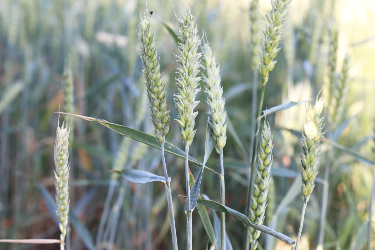 Getreidesorten - Weizen