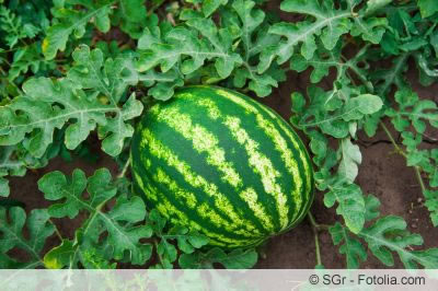 Wassermelonen anbauen