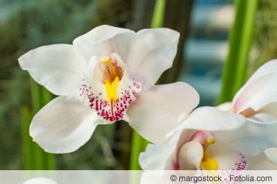 orchidee phalaenopsis